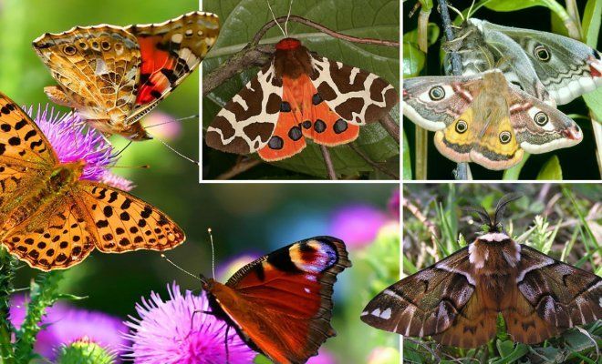 Бабочки – вредители растений в саду